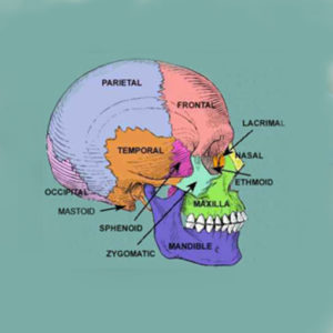 cranial therapy information